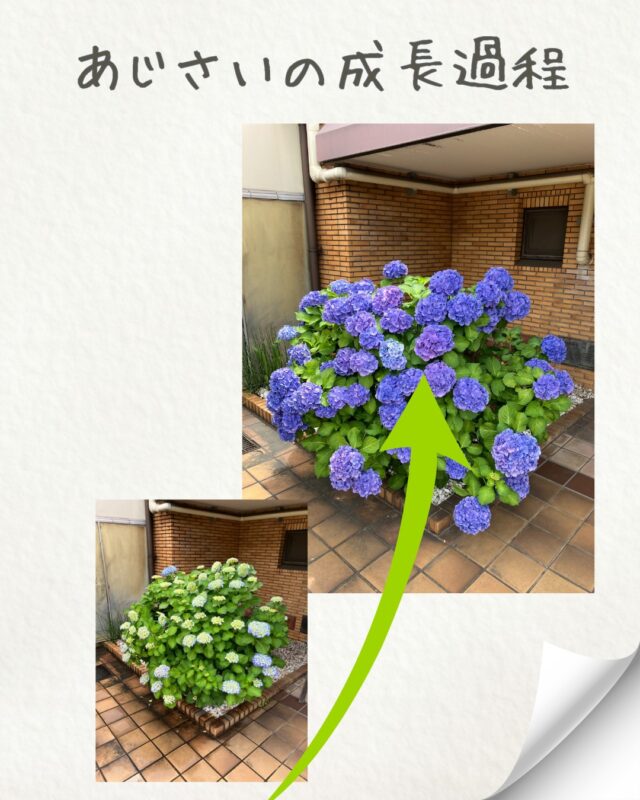 あじさいの成長を記録しました！✨

最初はグリーンだった花の色が、だんだんと鮮やかな青色に変わっていく様子は、何度見ても感動しますね🥰

梅雨の季節も、この美しいあじさいに癒されています。

#あじさい #紫陽花 #hydrangea #成長記録 #梅雨 #花のある暮らし #季節の花 #日本の風景 #癒し #美しい花